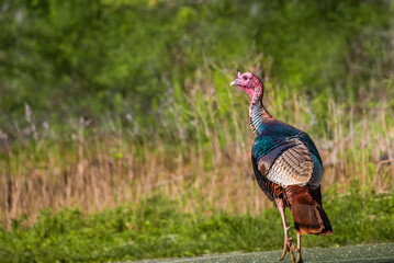 A wild male turkey walked toward  the woods in the late after noon. 
