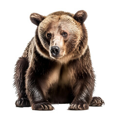 Obraz premium Bear isolated transparent background