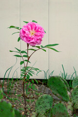 A small rose plant with a big pink flower in a garden with white fence in the background and green cactus in the foreground 