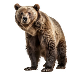 Bear isolated transparent background