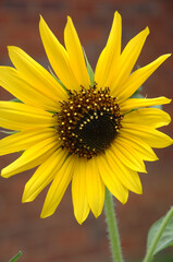 sunflower on a green background