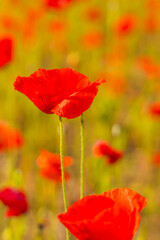 Red poppy flowers in a field