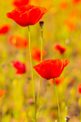 Obraz premium Red poppy flowers in a field