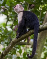 Capuchin monkey looking up on a branch