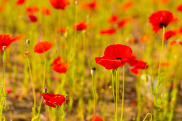 Red poppy flowers in a field