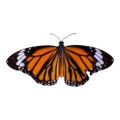 Fototapeta na wymiar Butterfly isolated on white transparent PNG background