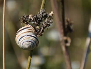 A snail with a white shell on a plant