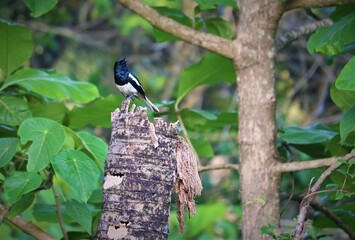 Oriental Magpie Robin, singing bird