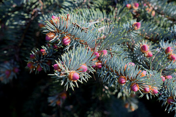 Young cones on the branches of spruce in spring.