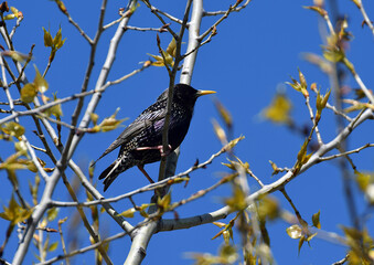 Starling on a tree branch.