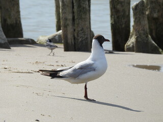 a seagull and a wagtail on the beach