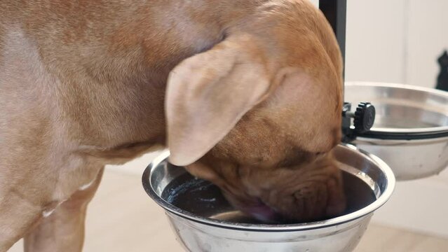 Cute dog drinking water from a bowl. Close-up, indoors. Day light. Concept of care, education, obedience training and raising pets