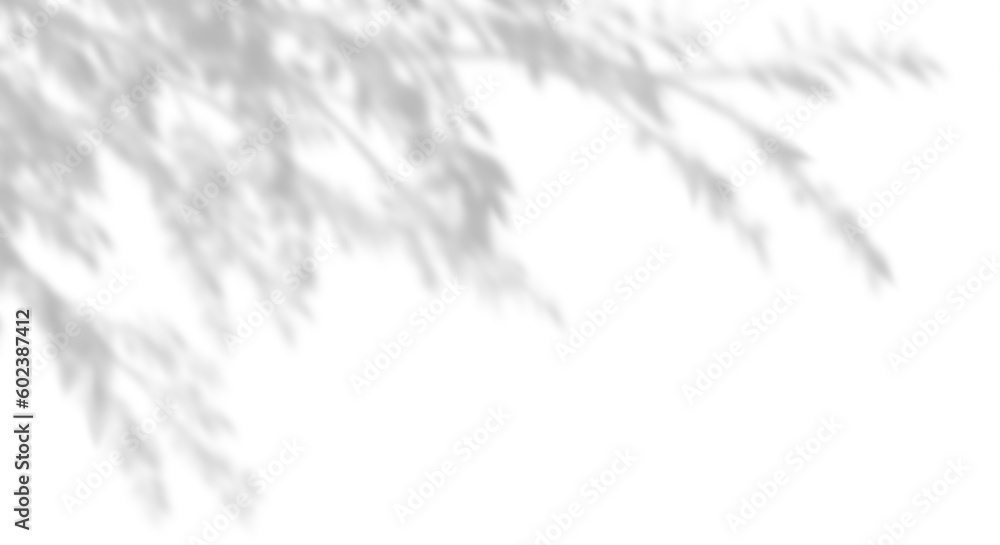 Poster shadow nature tree branches and leaves movement on transparent backgrounds 3d rendering png file