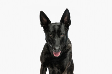 beautiful dutch shepherd dog sticking out tongue and panting