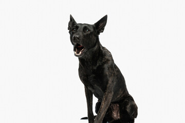 upset dutch shepherd dog looking up and barking