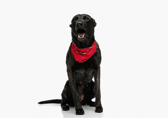 adorable dutch shepherd puppy wearing red bandana and yawning