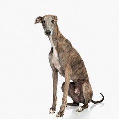 lovely greyhound puppy with skinny legs sitting and looking forward