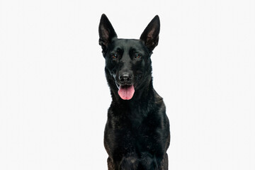 happy dutch shepherd dog sticking out tongue and panting