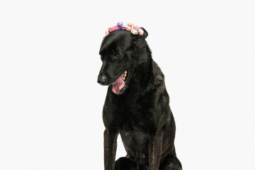black dutch shepherd dog with flowers headband looking down and yawning