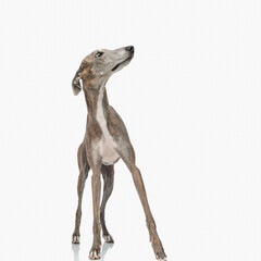 scared greyhound dog with thin long legs looking to side