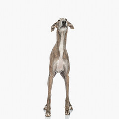 sweet skinny greyhound dog with thin legs looking up and being eager