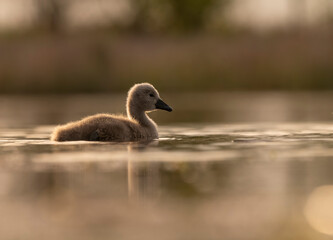 Sweet swan babies in golden light