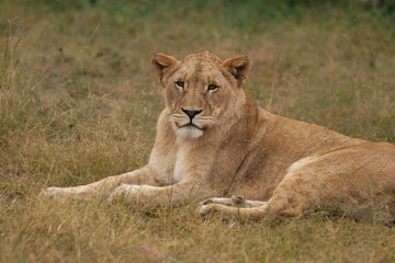 Plakat Lazy Lioness Laying around and yawning, sitting in the bushveld of a field in a Nature reserve during a Safari game drive