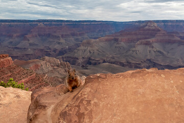Close up view of wild cute squirrel standing on a rock formation along South Kaibab hiking trail,...