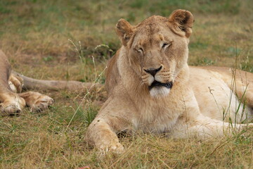 Naklejka na ściany i meble Lazy Lioness Laying around and yawning, sitting in the bushveld of a field in a Nature reserve during a Safari game drive