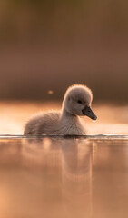 Sweet swan babies in golden light