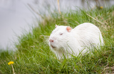 White young nutria eats grass and stands on the green grass. Albino nutria. Nutria with white fur between green grasses. Close-up portrait.	