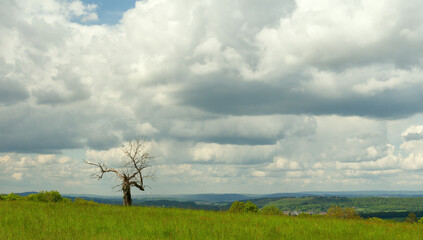 Toter Baum