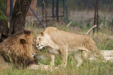 Lion and Lioness being cute and playful with each other and caressing, getting ready for mating season. taken during a safari game drive in South Africa