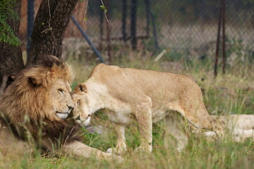Lion and Lioness being cute and playful with each other and caressing, getting ready for mating...