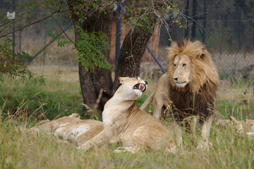 Lion and Lioness being cute and playful with each other and caressing, getting ready for mating season. taken during a safari game drive in South Africa