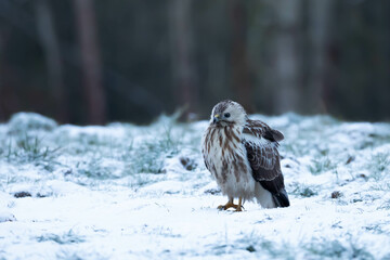 Common Buzzard Buteo buteo