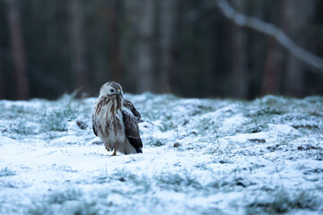 Common Buzzard Buteo buteo © Robert