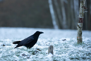 Common raven, raven, Corvus corax