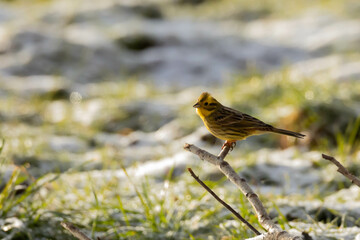 Trznadel zwyczajny Emberiza citrinella