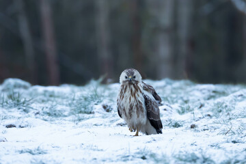 Common Buzzard Buteo buteo