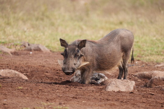 Bushpig vlak vark drinking water from a small waterhole in the bushveld of South Africa wilderness. Taken during a Safari Game drive with Tourists