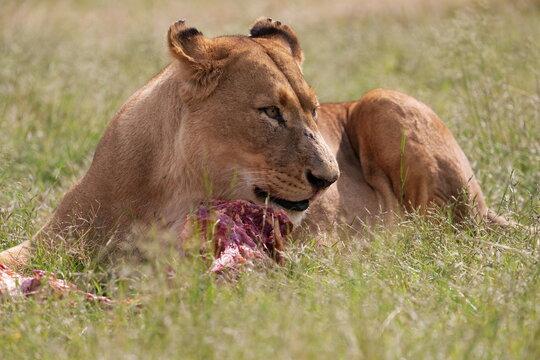Lioness Eating Raw ribs in the wild , keeping the others away to not fight. Munching and chewing away using its ferocious teeth to tear away 