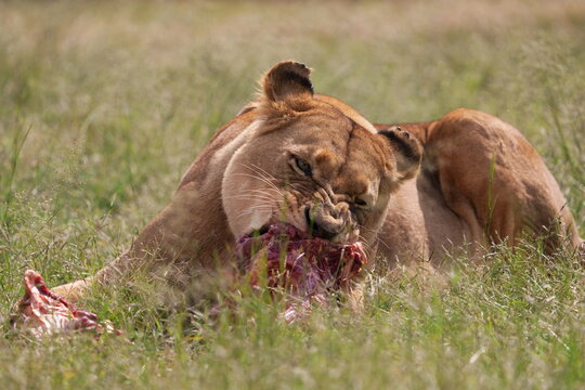Lioness Eating Raw ribs in the wild , keeping the others away to not fight. Munching and chewing away using its ferocious teeth to tear away 