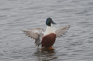 Shoveler (Spatula clypeata)