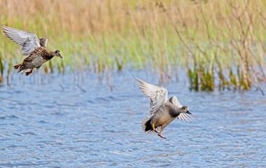 Mallard (Anas platyrynchos)