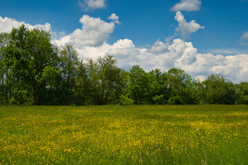 Obraz premium illwald im Elsass nahe Selestat in Frühling