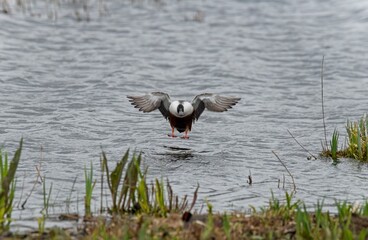 Shoveler (Spatula clypeata)