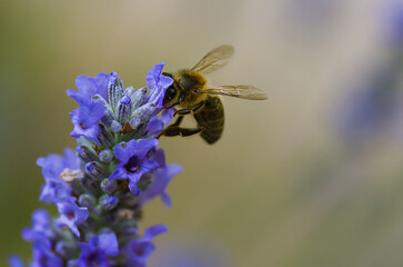 macrofotografia de abeja polinizando flor de lavanda 