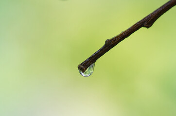gotas de agua en pequeña rama y hoja verde. 