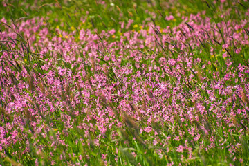 illwald im Elsass nahe Selestat in Fr&uuml;hling